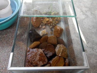 龍魚缸養(yǎng)什么龜：在龍魚缸中養(yǎng)龜，豬鼻龜是最適合與龍魚一起養(yǎng)的龜嗎