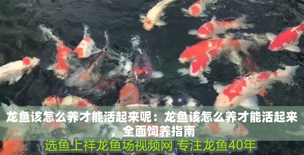 龍魚該怎么養才能活起來呢：龍魚該怎么養才能活起來，全面飼養指南
