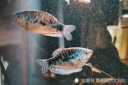 龍魚缸除了養龍魚還能養啥：龍魚缸養殖方法