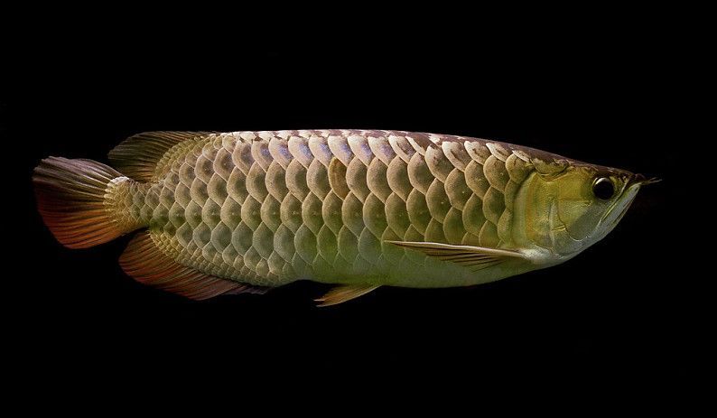 龍魚論壇吧：龍魚論壇是一個專門為龍魚愛好者提供交流平臺
