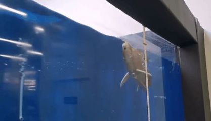 機器金龍魚水中漫游：仿生機器金龍魚