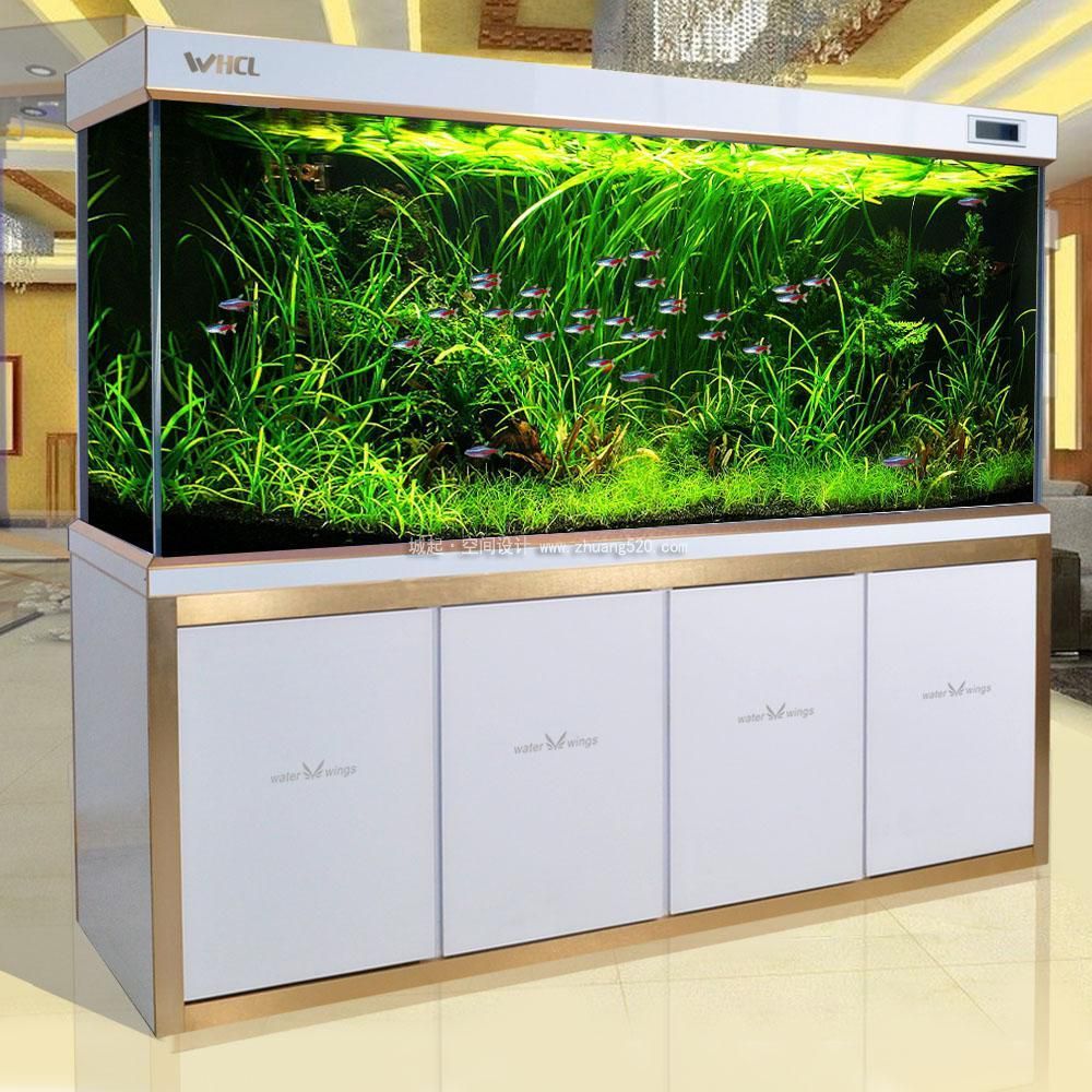 龍魚缸里放什么水草好（適合放在龍魚缸內的幾種水草）