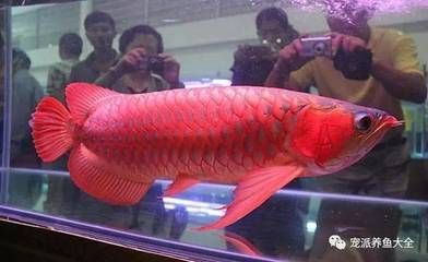 紅龍魚好養活嗎（紅龍魚好養嗎怎么養紅龍魚的飼養方法全攻略）