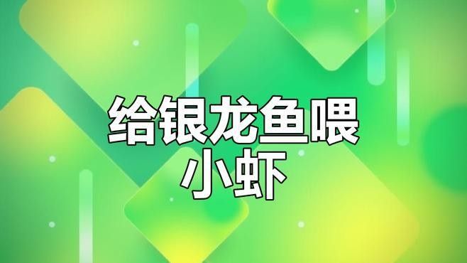銀龍魚吃啥魚