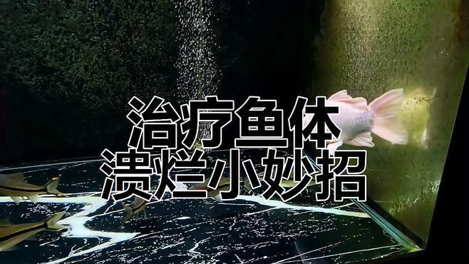 如何預防和治療魚體表潰爛？