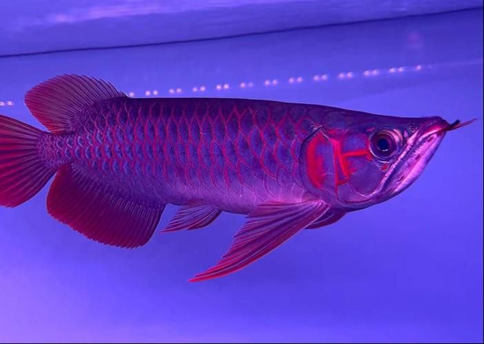 最大的紅龍魚品種圖片大全