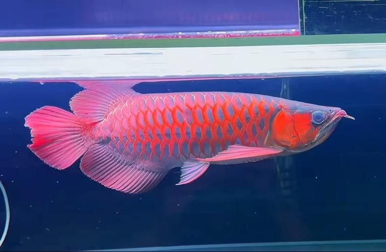最大的紅龍魚品種圖片大全