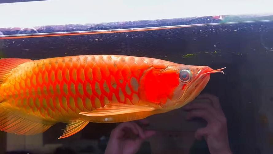 最大的紅龍魚品種圖片大全