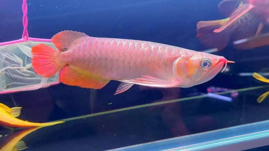 最大的紅龍魚品種圖片大全