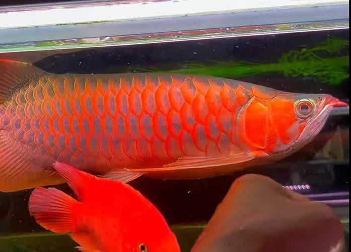 最大的紅龍魚品種圖片大全