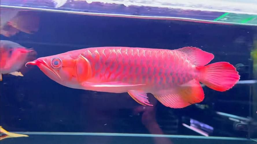 最大的紅龍魚品種圖片大全