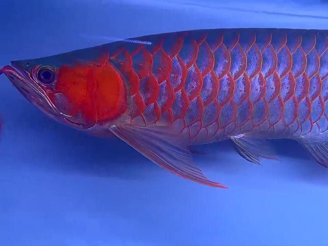 最大的紅龍魚品種圖片大全