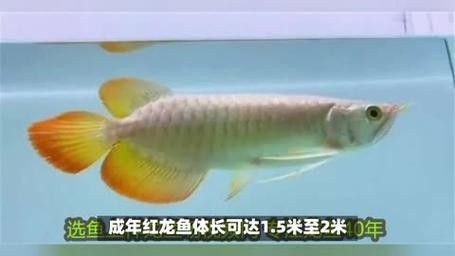 最大的紅龍魚品種圖片大全