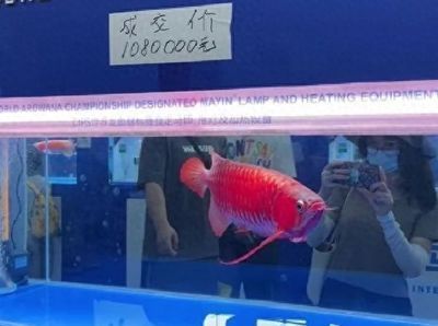廣州龍魚比賽特殊組:關(guān)于廣州龍魚比賽特殊組冠軍的問題 龍魚百科 第3張 廣州龍魚比賽特殊組:關(guān)于廣州龍魚比賽特殊組冠軍的問題 廣州龍魚比賽特殊組:關(guān)于廣州龍魚比賽特殊組冠軍的問題 龍魚百科 第3張
