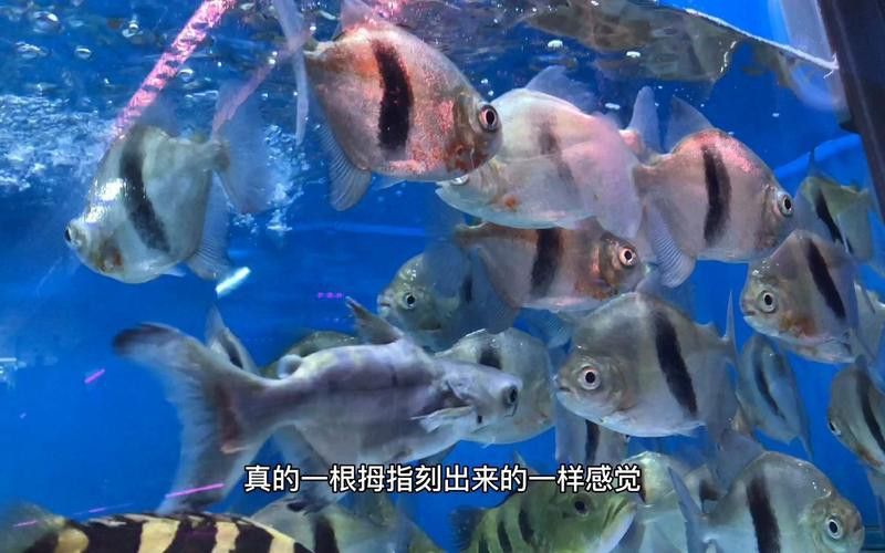 粗線魚能和龍魚混養嗎圖片