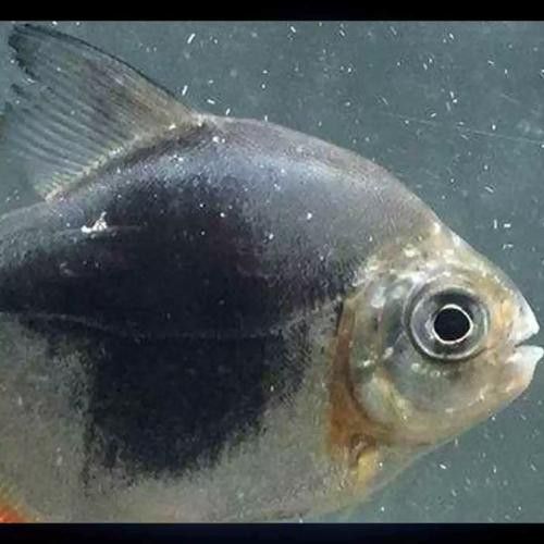 粗線魚能和龍魚混養嗎圖片