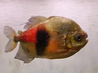 粗線魚能和龍魚混養嗎圖片
