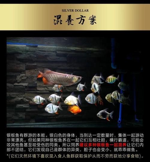 粗線魚能和龍魚混養嗎圖片