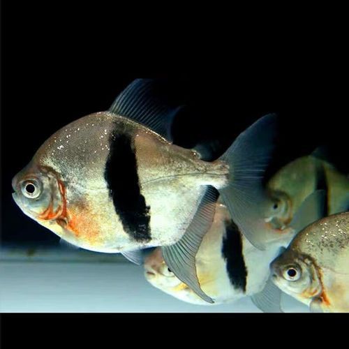 粗線魚能和龍魚混養嗎圖片
