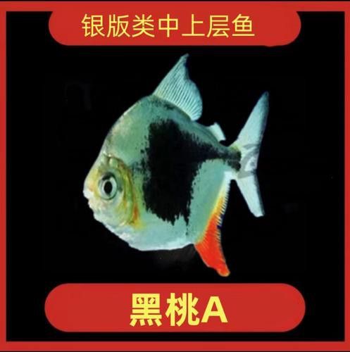 粗線魚能和龍魚混養嗎圖片