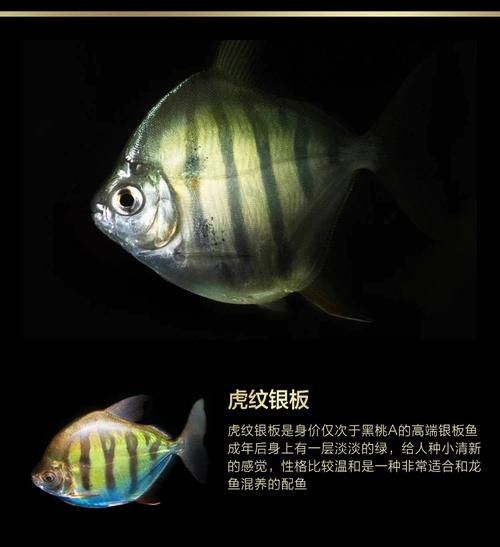 粗線魚能和龍魚混養嗎圖片