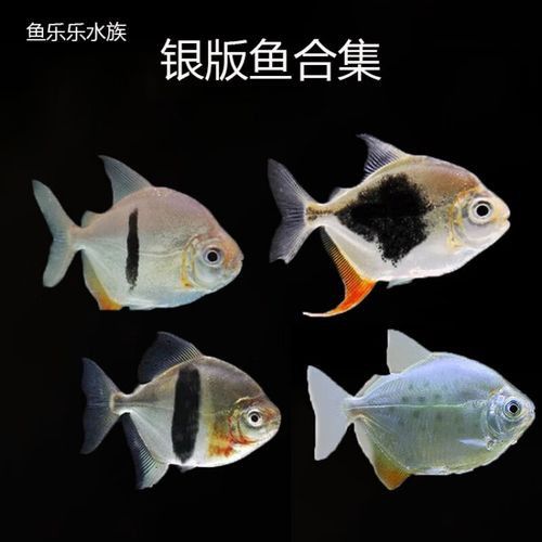 粗線魚能和龍魚混養嗎圖片