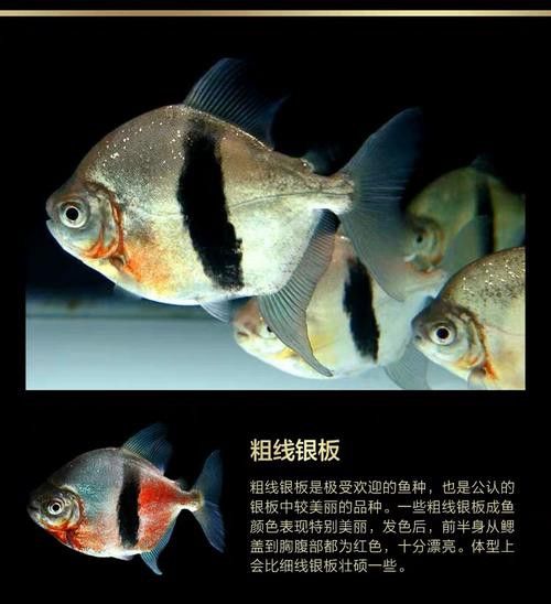 粗線魚能和龍魚混養嗎圖片