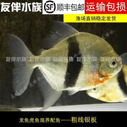 粗線魚能和龍魚混養嗎圖片