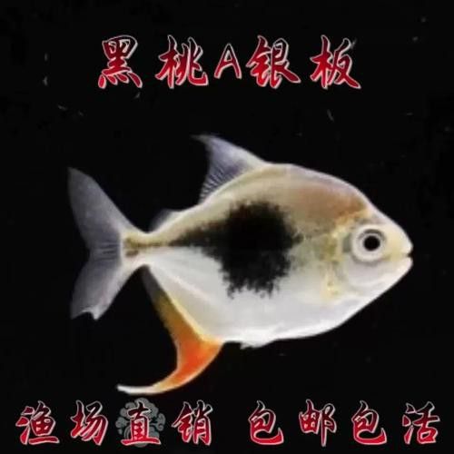 粗線魚能和龍魚混養嗎圖片