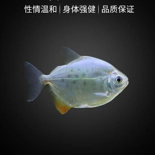 粗線魚能和龍魚混養嗎圖片