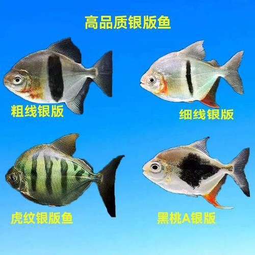 粗線魚能和龍魚混養嗎圖片