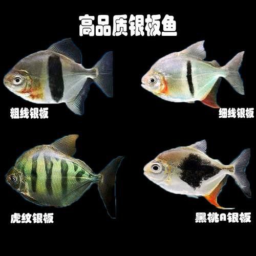 粗線魚能和龍魚混養嗎圖片