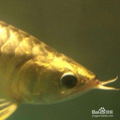 女王大帆魚繁殖缸布置要點，女王大帆魚的繁殖缸布置