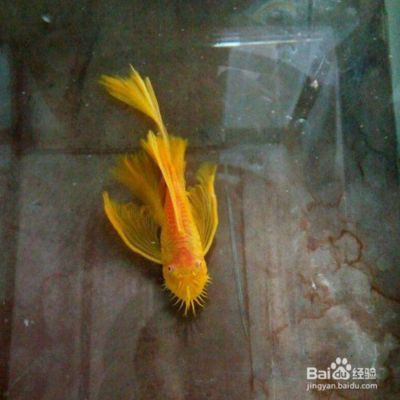 女王大帆魚繁殖缸布置要點，女王大帆魚的繁殖缸布置