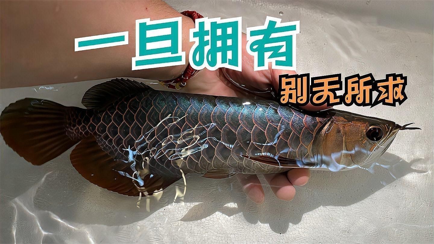 如何判斷過背藍金龍魚的品相？