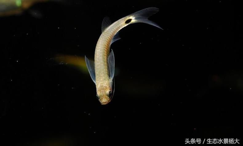 養三條龍魚是一公兩母還是一母兩公好（決定養三條龍魚的性別組合時需要了解的是龍魚的性別選擇）