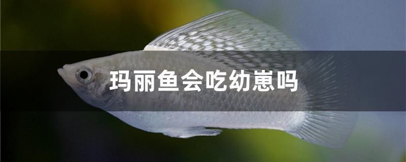 任丘森森魚缸專賣店電話地址 任丘森林公園在哪里