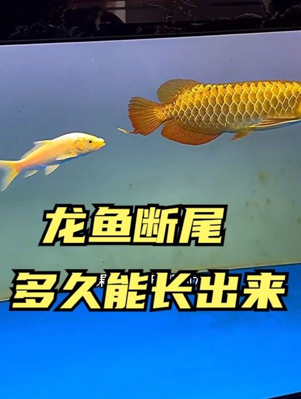 龍魚掉尾后多久開始長？