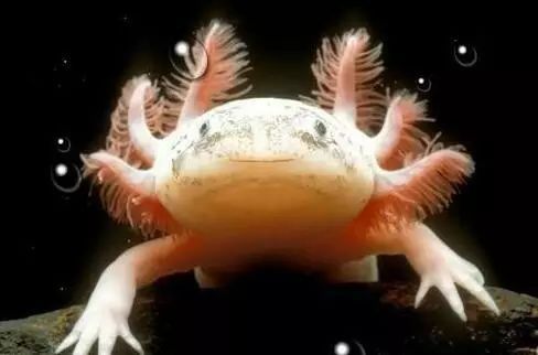 六角龍魚可以冷水養(yǎng)嗎