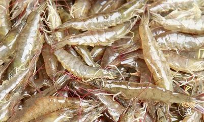 龍魚可以喂凍蝦仁嗎？：龍魚可以喂食凍蝦仁嗎龍魚可以喂凍蝦仁嗎