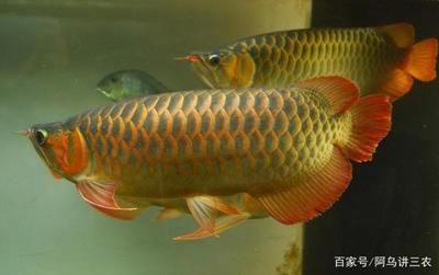 龍魚觀賞魚：龍魚飼養水質管理技巧
