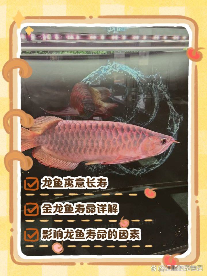 24K過背金龍魚壽命有多長？