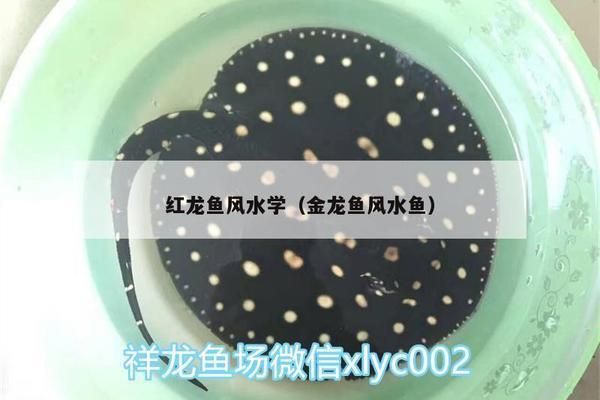 金龍魚紅龍魚的風水作用與禁忌：如何根據風水原則選擇金龍魚
