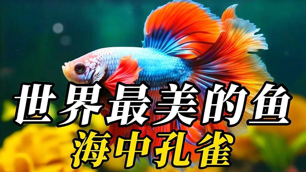顏值最高的魚