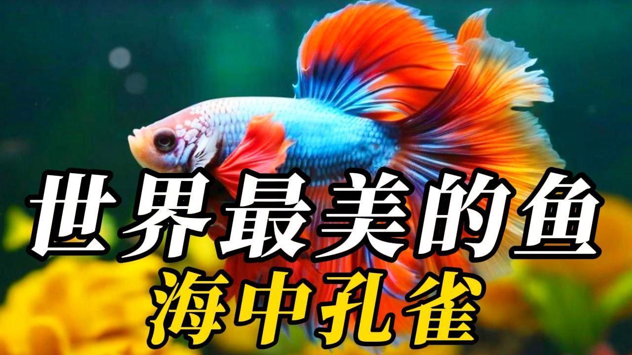 顏值最高的魚