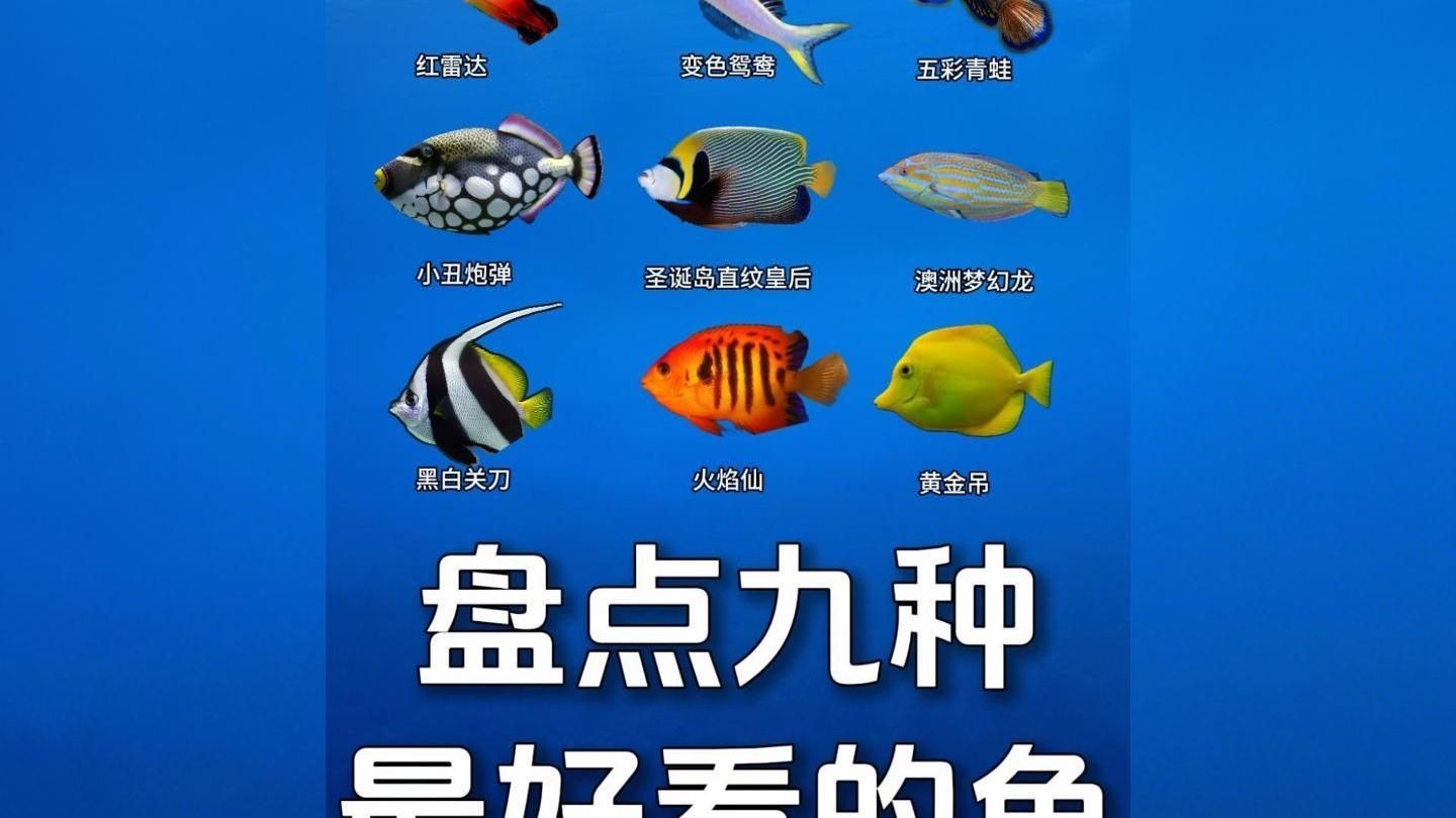 顏值最高的魚