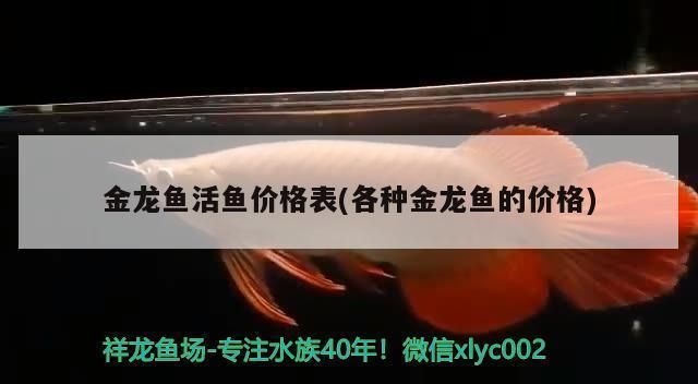 金龍魚的框是什么樣子（金龍魚的“框”通常指的是其鱗片邊緣的顏色區(qū)域）