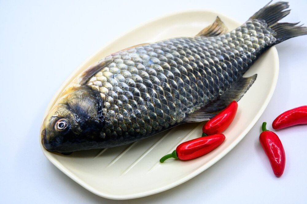 龍魚的配魚突然死了,龍魚就吃食了嗎：當龍魚的配魚突然死亡時，龍魚會因為失去伙伴而感到孤獨和不安