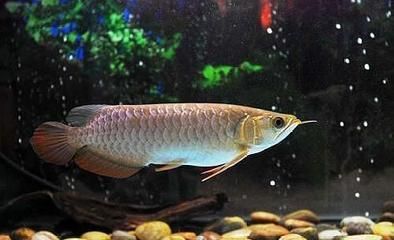 龍魚適合的溫度：龍魚不同階段的飼養技巧