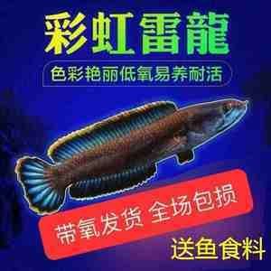 彩虹雷龍和七彩雷龍：如何區分彩虹雷龍和七彩雷龍